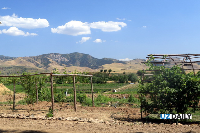 MSA Resort: A New Growth Point for Tourism in Tashkent Region