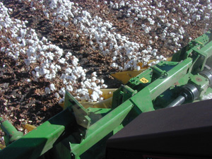 Bangladesh seeks direct cotton purchases from Uzbekistan