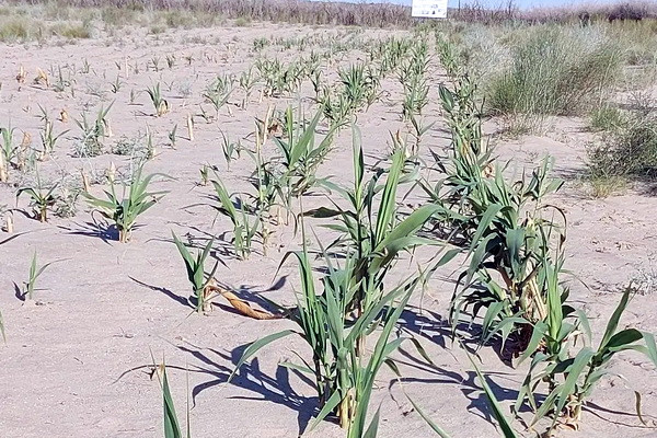 На осушенном дне Арала высаживают новый вид растений На осушенном дне Арала высаживают новый вид растений