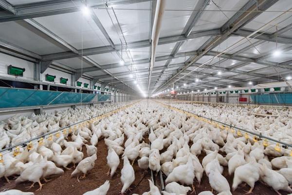 Saxovat receives Uzbek Halal certificate Saxovat receives Uzbek Halal certificate