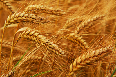 Gross agriculture output in Uzbekistan makes up 11.182 trln soums