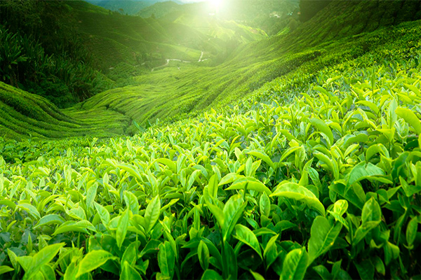 Uzbekistan imports 33,378 tons of tea in 2024 Uzbekistan imports 33,378 tons of tea in 2024