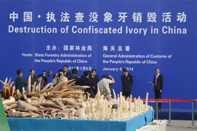 В Китае уничтожили более 6 тонн слоновой кости В Китае уничтожили более 6 тонн слоновой кости